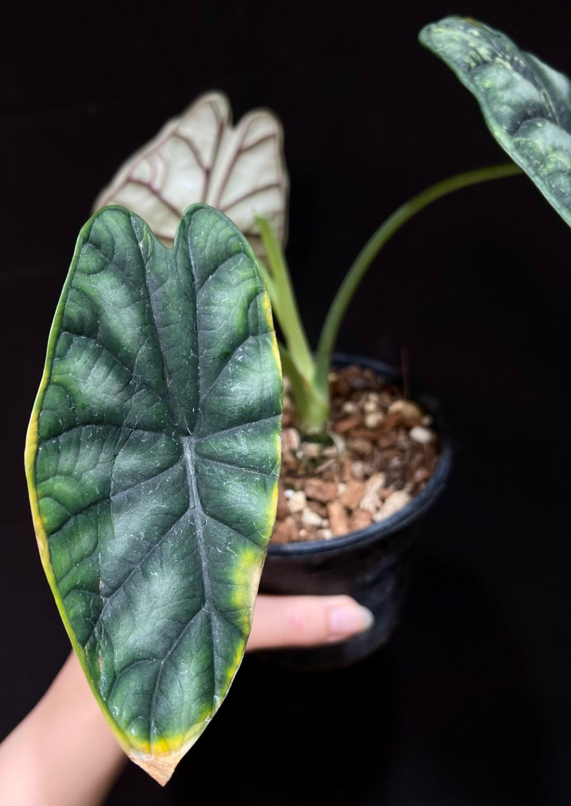 Alocasia Dragon Scale Mint Variegatedアロカシア ドラゴン スケール