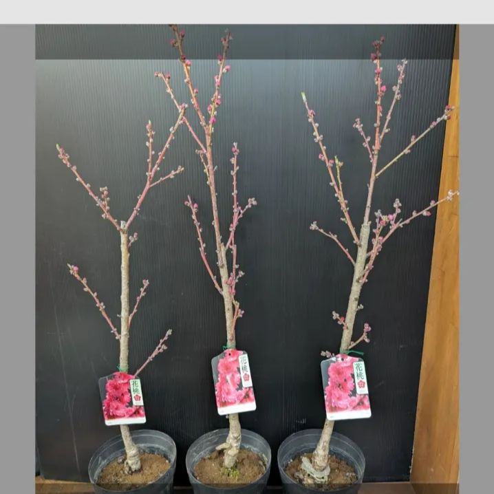 so-G様専用出品 - メルカリ so-G様専用出品 - メルカリ