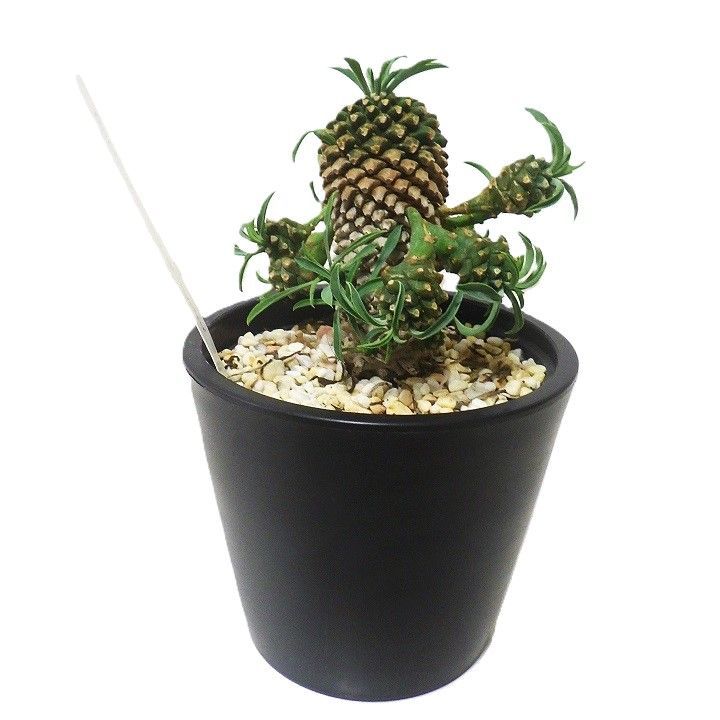ユーフォルビア レア かいまぎょく Euphorbia KAIMAGYOKU 怪魔玉 多芽