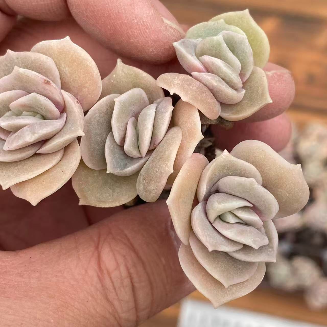 多肉植物 XY350 ラブリーローズ 16苗 土根付き エケベリア セダム