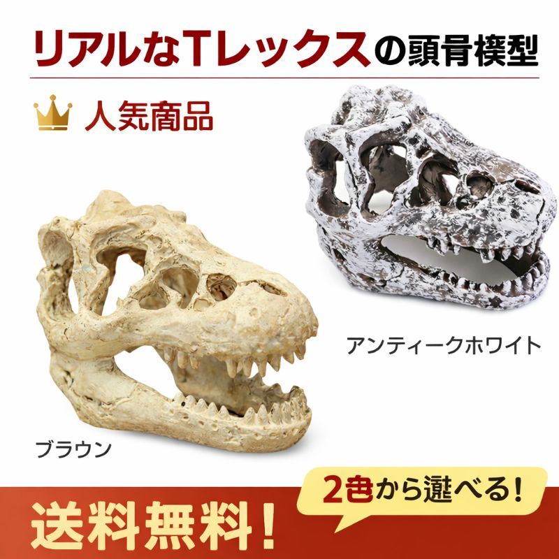 恐竜 骨 格闘 標本 ティラノサウルス レプリカ スカル 骸骨 頭蓋骨