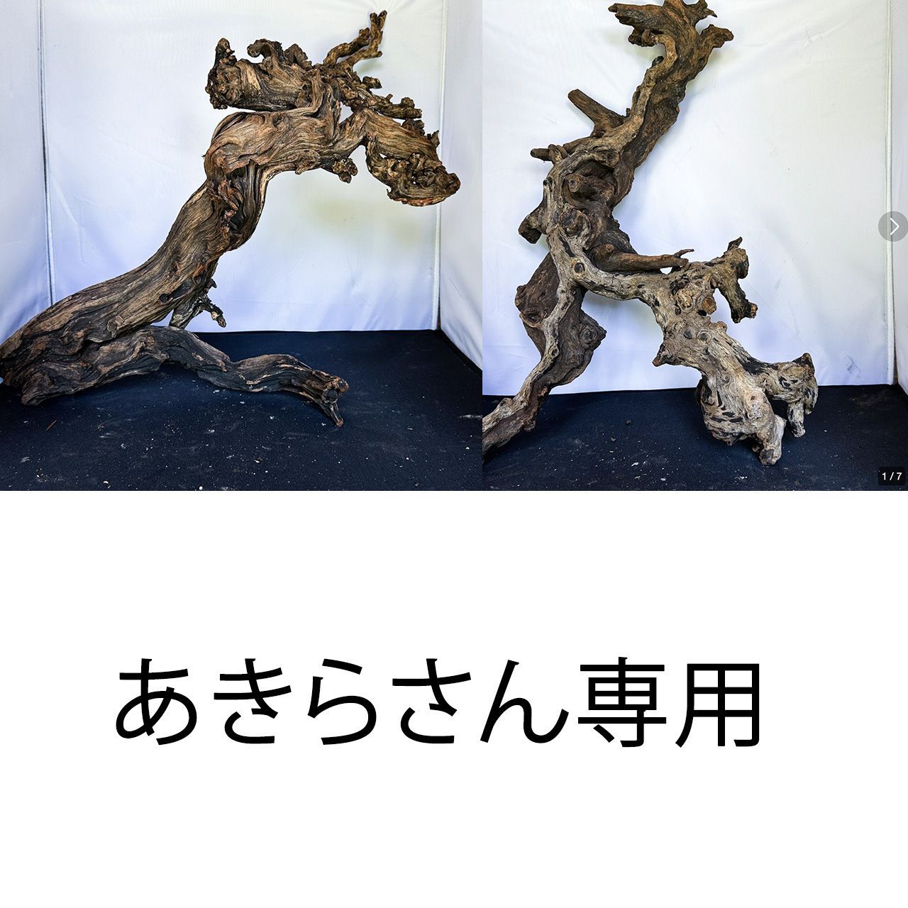 蝦夷鹿の角 約66cm ブラウンとホワイト