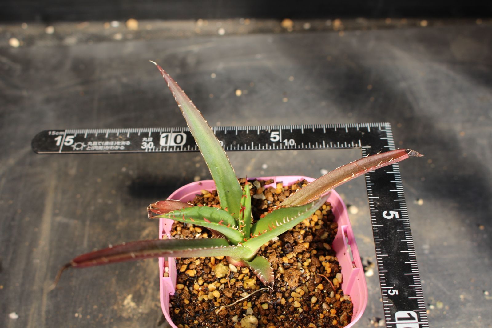 アガベ ガルシアメンドーサ / Agave garciae-mendozae 信州実生 M300