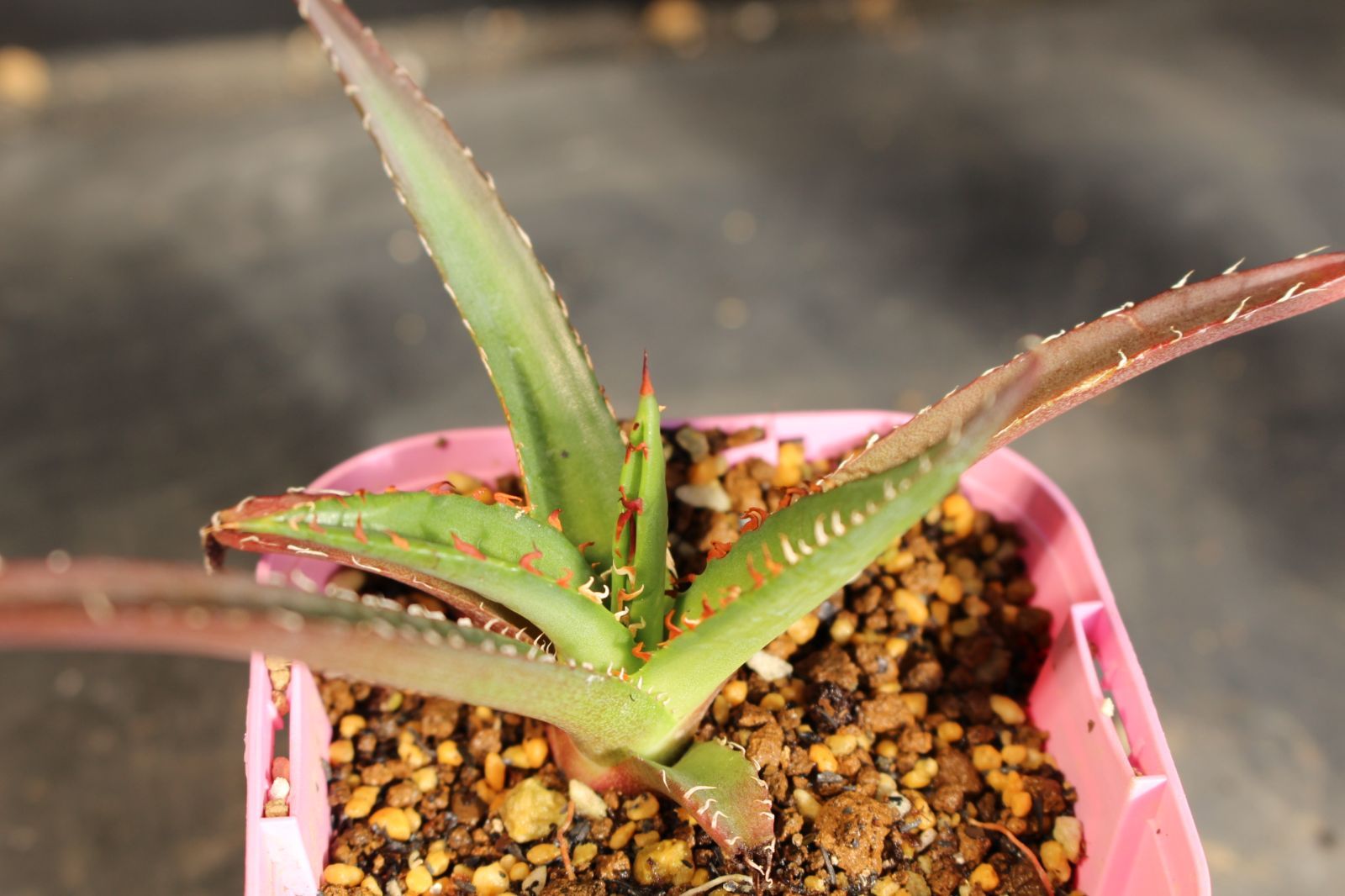アガベ ガルシアメンドーサ / Agave garciae-mendozae 信州実生 M300