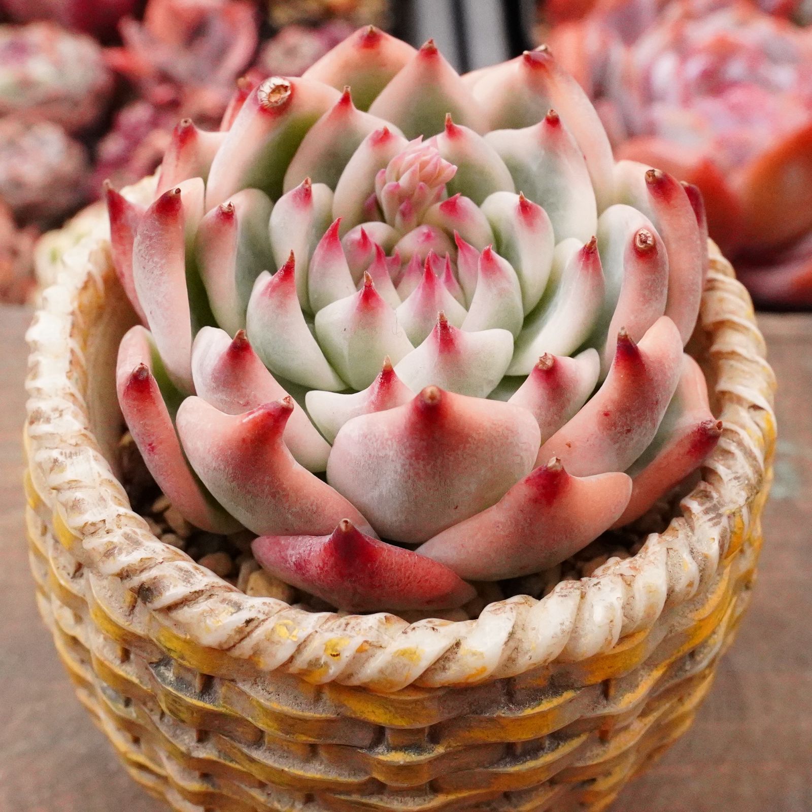 多肉植物 チワワエンシス錦 覆輪斑1 | AWO-RHEINLAND.DE