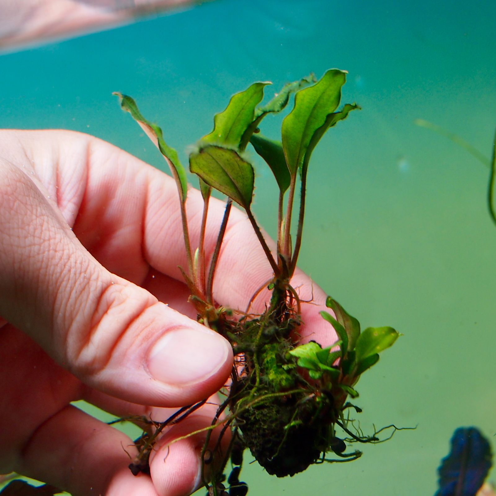 ブセファランドラ Bucephalandra sp 
