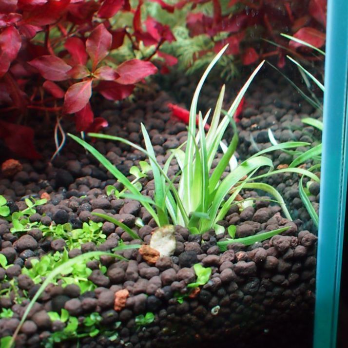 ホシクサ・クチホワイト 水中葉1株 アクアリウム 水草 - メルカリ