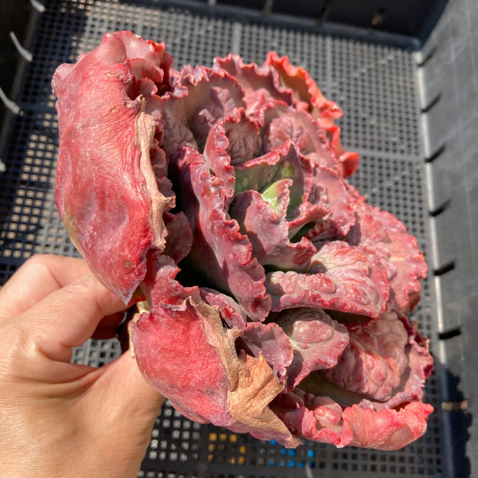 新入荷｜送料込】エケベリア 韓国苗 カーニバル 超特大 多肉植物｜ポコ