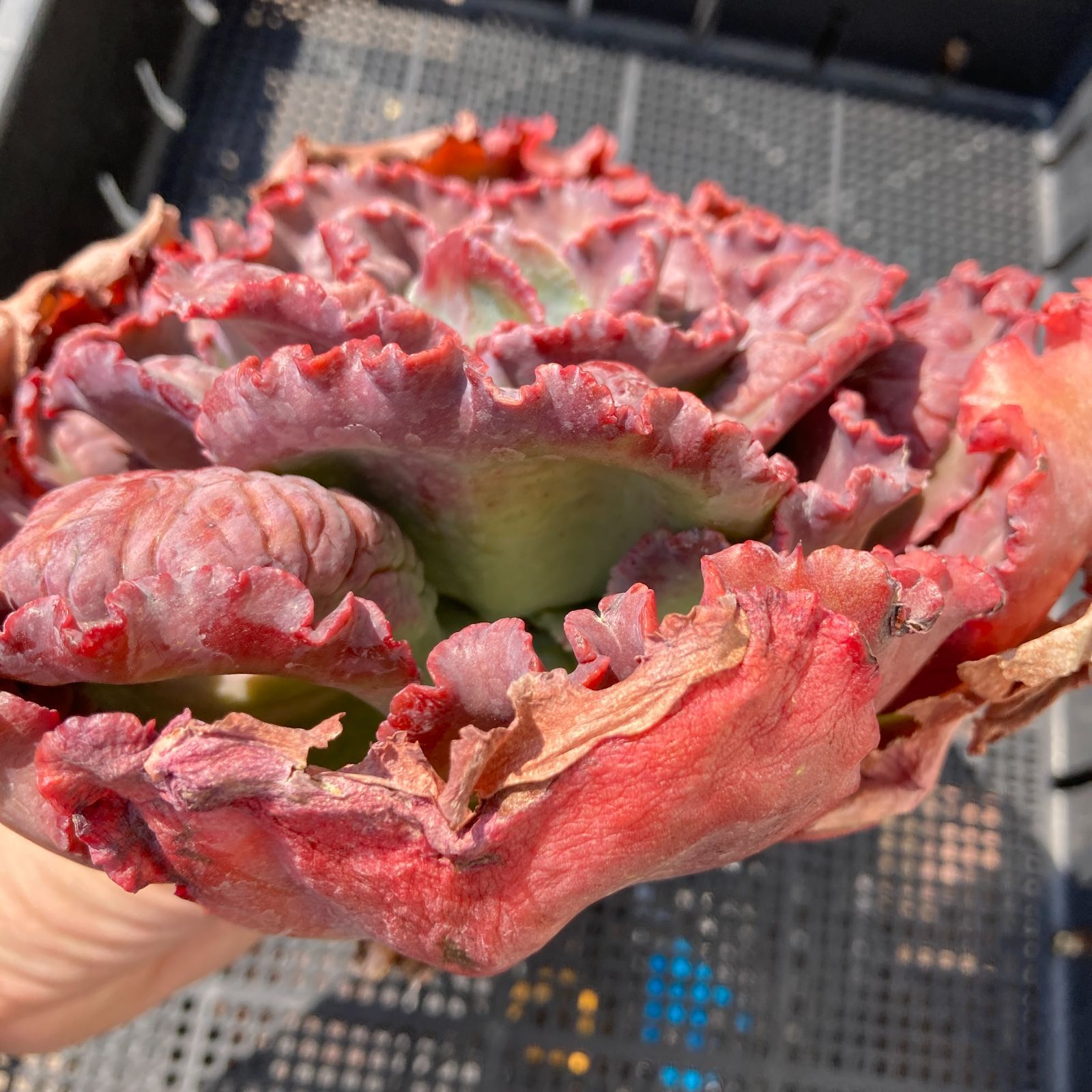 【新入荷】エケベリア　韓国苗　カーニバル　超特大　多肉植物 新入荷｜送料込】エケベリア 韓国苗 カーニバル 超特大 多肉植物｜ポコ
