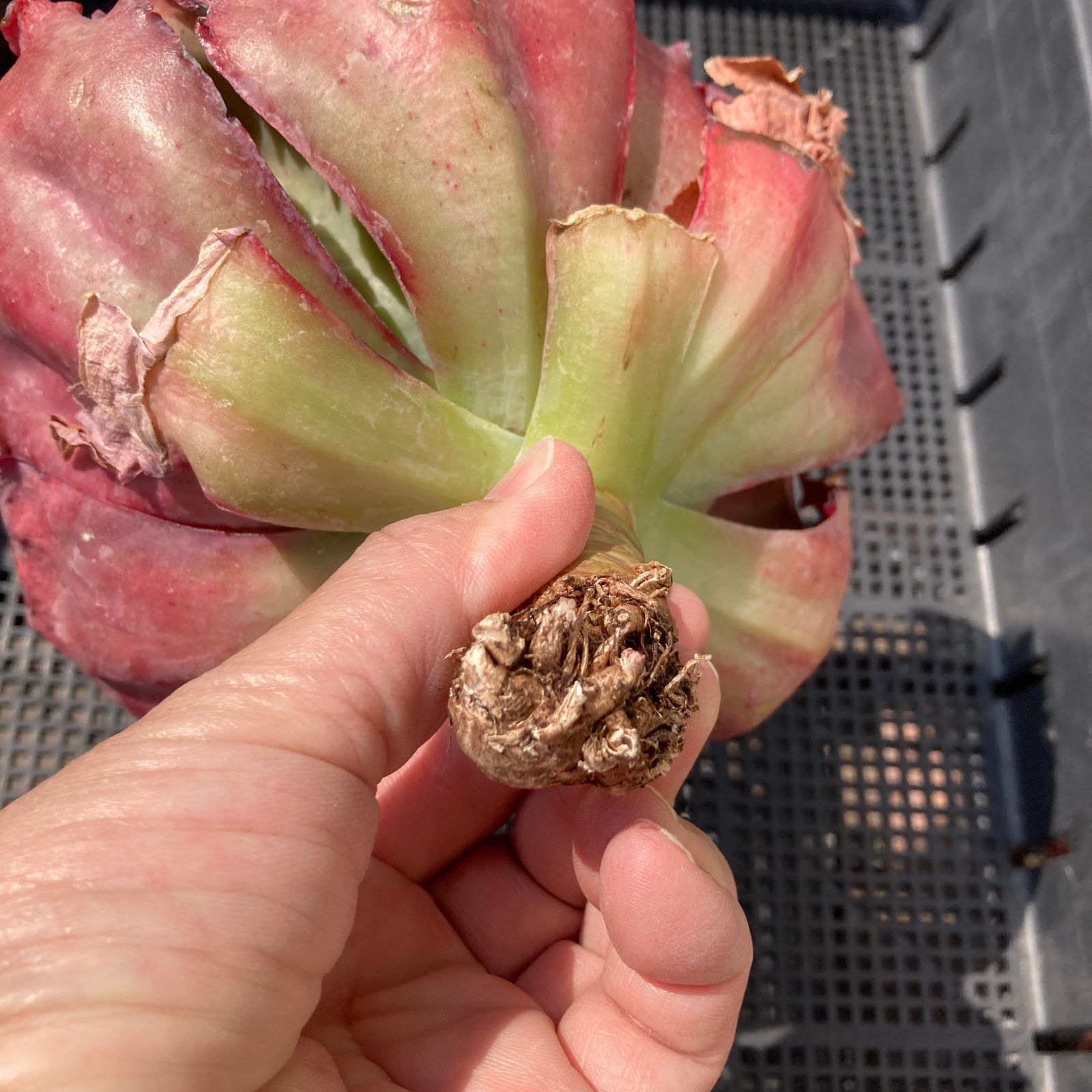 新入荷｜送料込】エケベリア 韓国苗 カーニバル 超特大 多肉植物｜ポコ