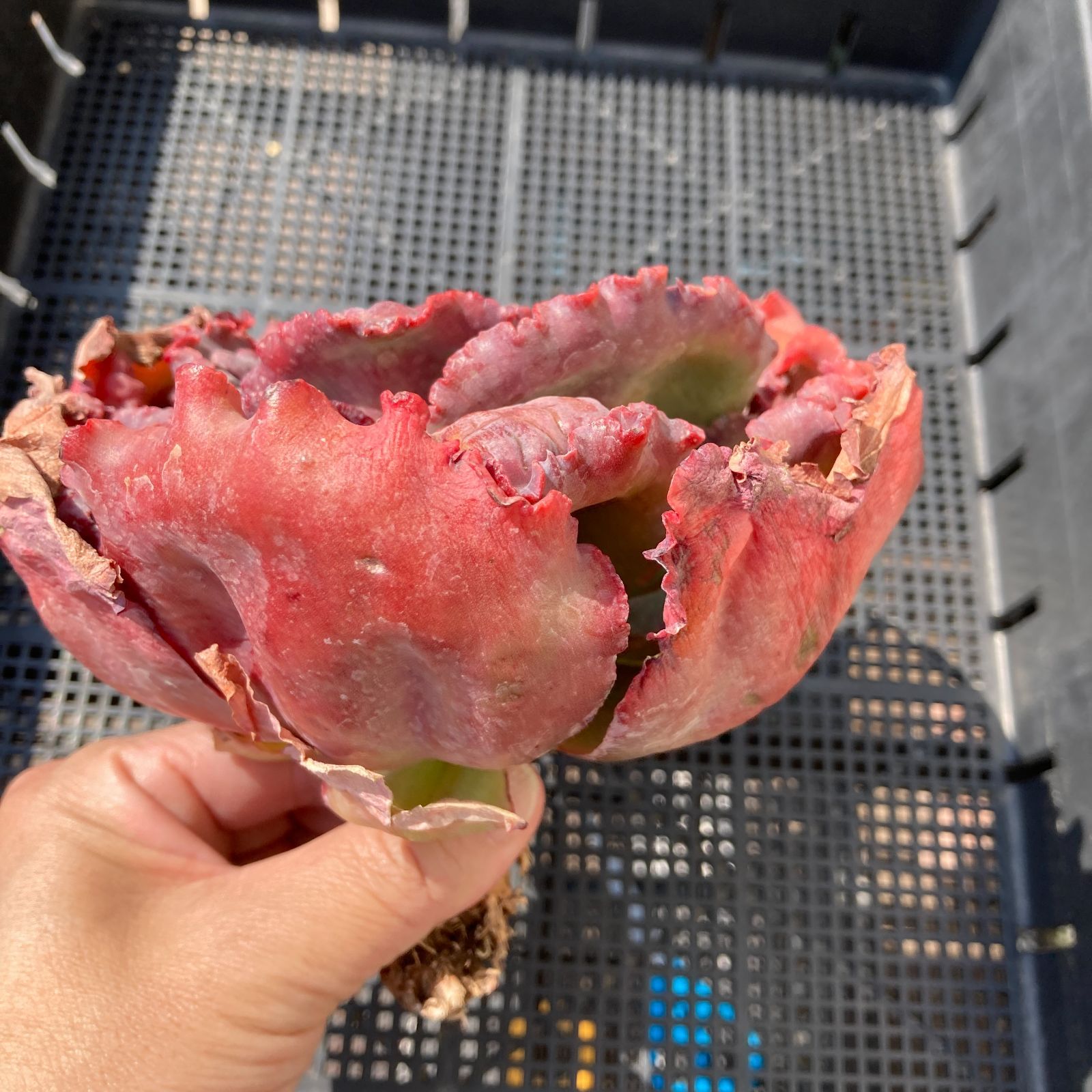 新入荷｜送料込】エケベリア 韓国苗 カーニバル 超特大 多肉植物｜ポコ