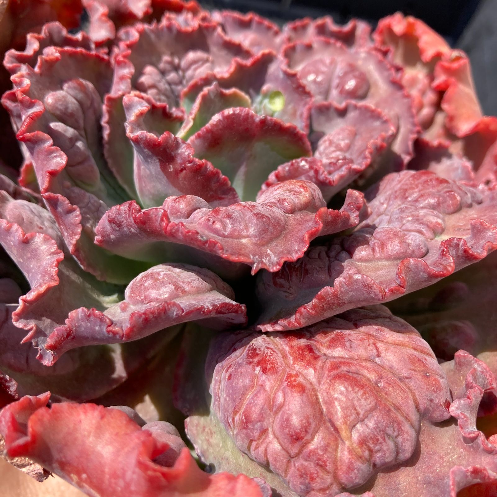 新入荷｜送料込】エケベリア 韓国苗 カーニバル 超特大 多肉植物｜ポコ