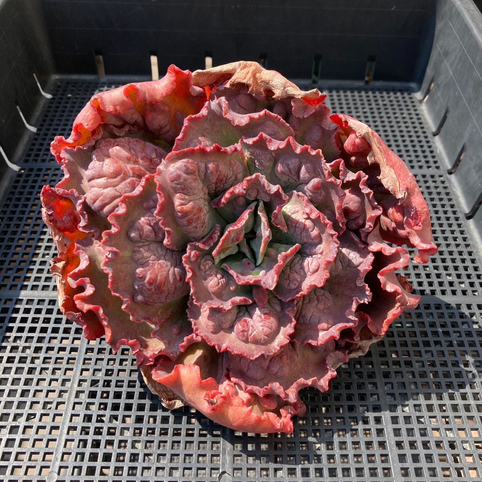 【新入荷】エケベリア　韓国苗　カーニバル　超特大　多肉植物 新入荷｜送料込】エケベリア 韓国苗 カーニバル 超特大 多肉植物｜ポコ