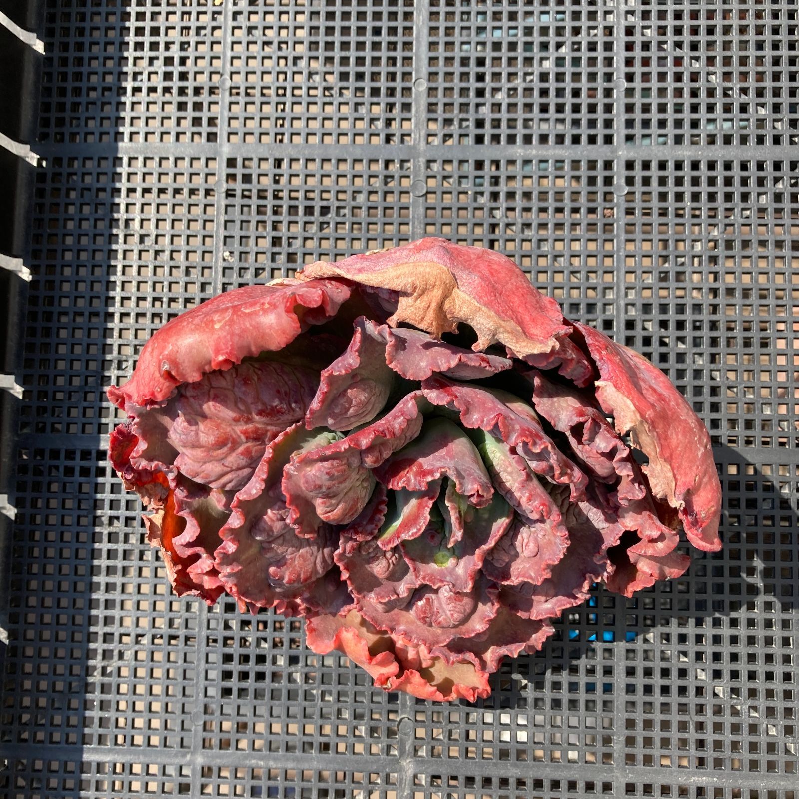 新入荷｜送料込】エケベリア 韓国苗 カーニバル 超特大 多肉植物｜ポコ