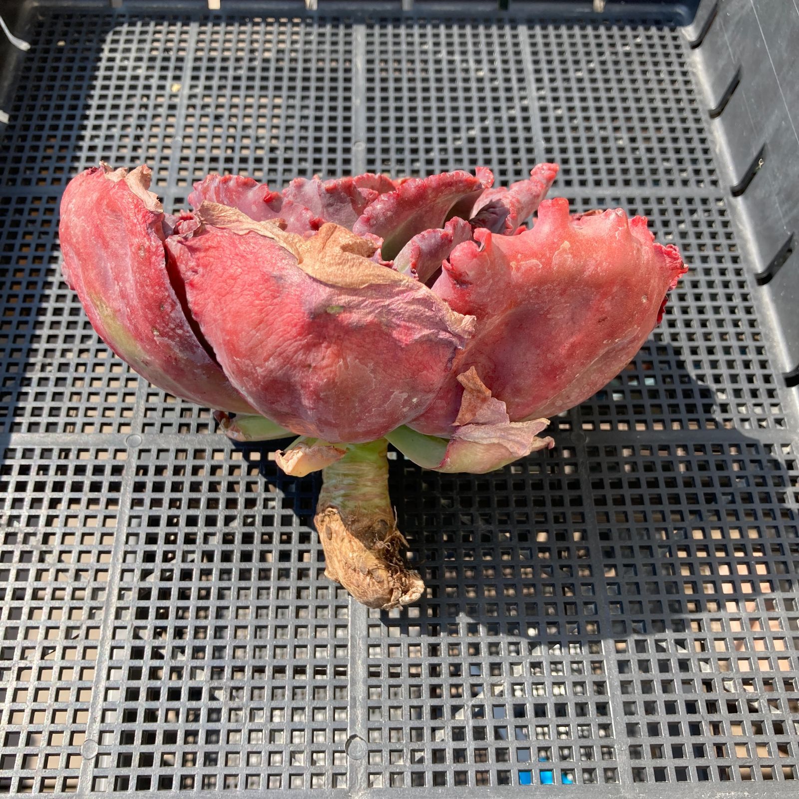 新入荷｜送料込】エケベリア 韓国苗 カーニバル 超特大 多肉植物｜ポコ