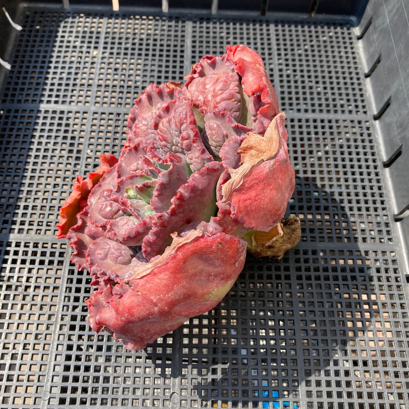 新入荷｜送料込】エケベリア 韓国苗 カーニバル 超特大 多肉植物｜ポコ