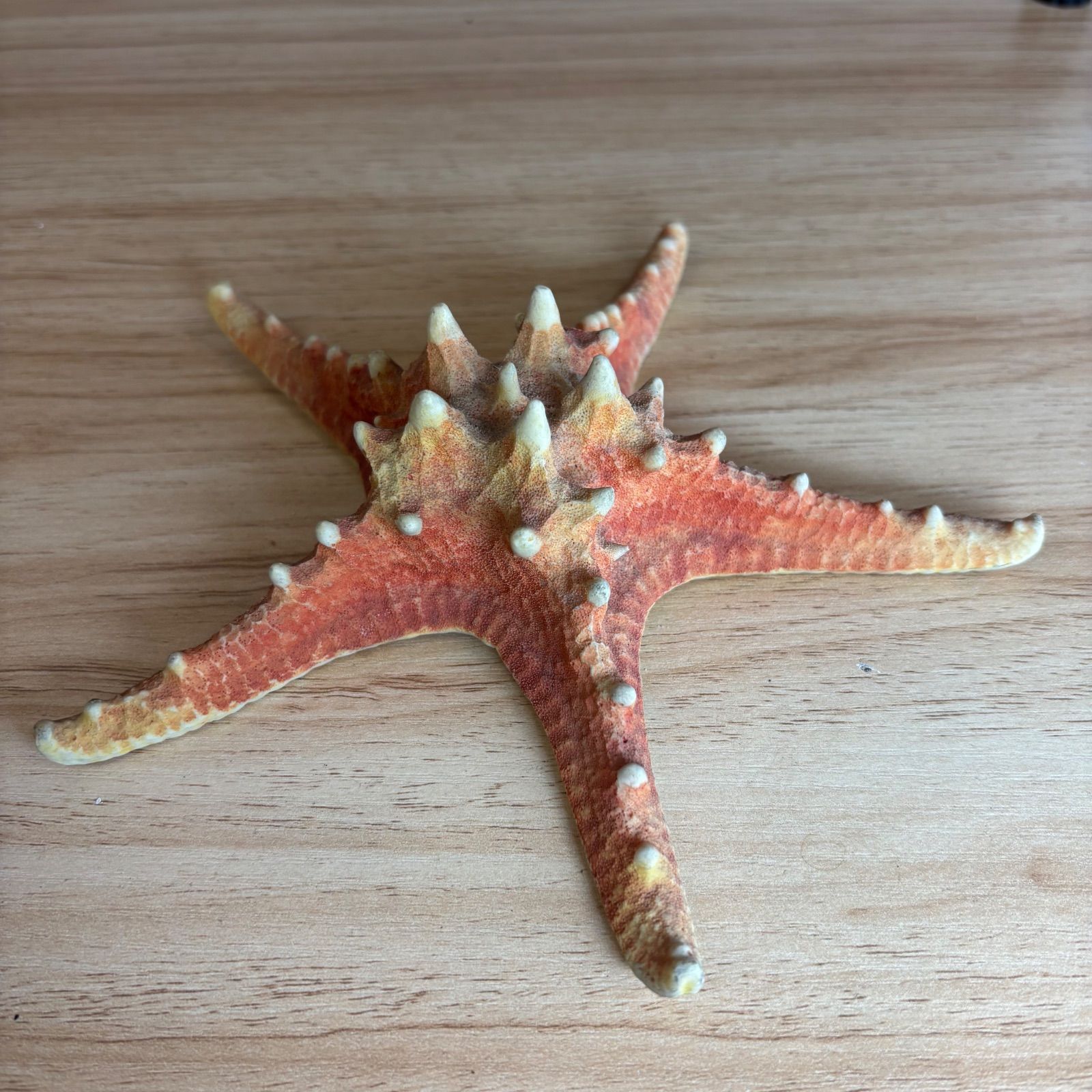 天然 コブヒトデ 18cm 特大 標本 ヒトデ 貝殻 マリン インテリア 置物 