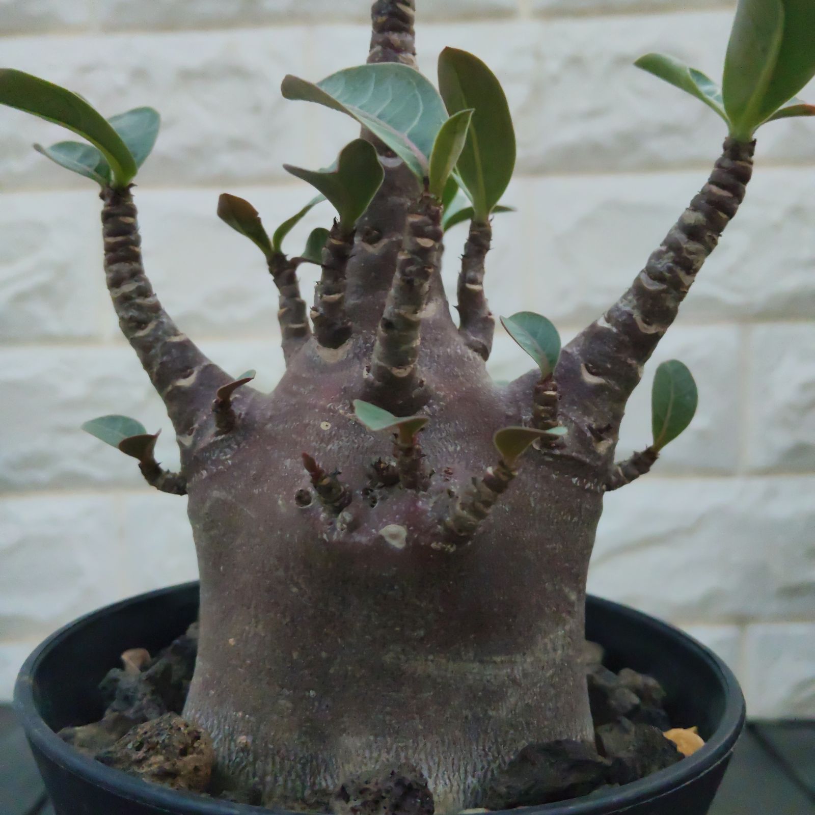g76 アデニウム ドワーフ タコ足 塊根植物 コーデックス アラビカム