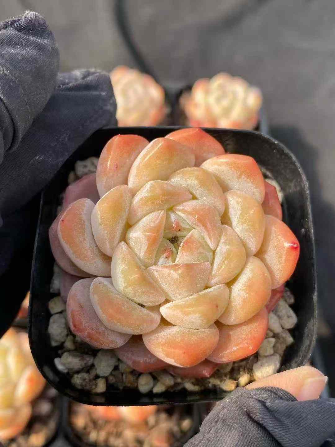AX0346×24株 コウム 抜き苗 多肉植物 アエオニウム エケベリア