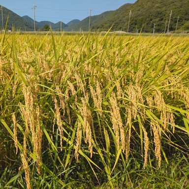 きぬひかり【玄米】 20kg 令和7年産 京都府京丹波町産 【公式通販】
