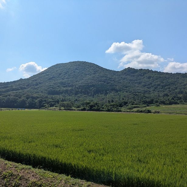 きぬひかり【玄米】 20kg 令和7年産 京都府京丹波町産 【公式通販】