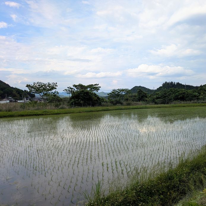 きぬひかり【玄米】 20kg 令和7年産 京都府京丹波町産 【公式通販】 きぬひかり【玄米】 20kg 令和7年産 京都府京丹波町産 【公式通販】