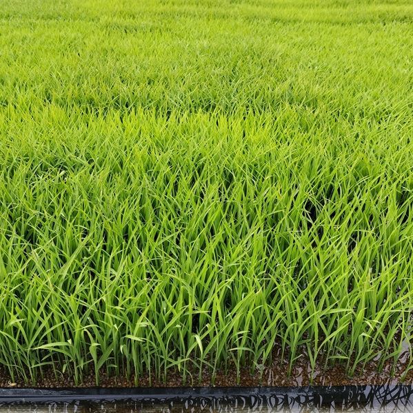 きぬひかり【玄米】 20kg 令和7年産 京都府京丹波町産 【公式通販】