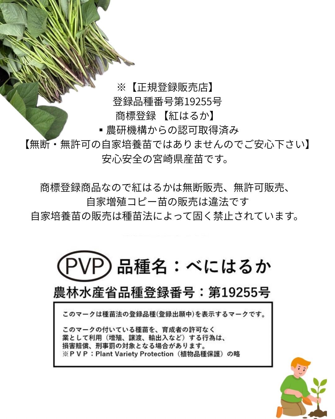 【予約受付中】紅はるか苗　500本　４月中旬から順次発送｜ 予約受付中】紅はるか苗 500本 4月中旬から順次発送｜ 【公式通販】