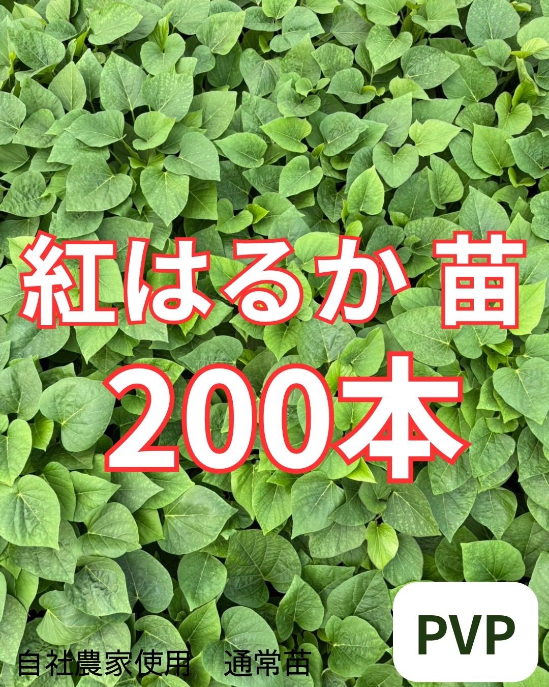 予約受付中】紅はるか苗 200本 6月下旬から順次発送 【公式通販】
