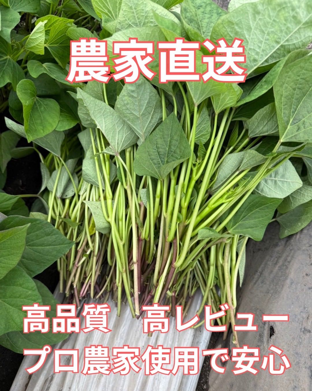 予約受付中】紅はるか苗 500本 4月中旬から順次発送｜ 【公式通販】