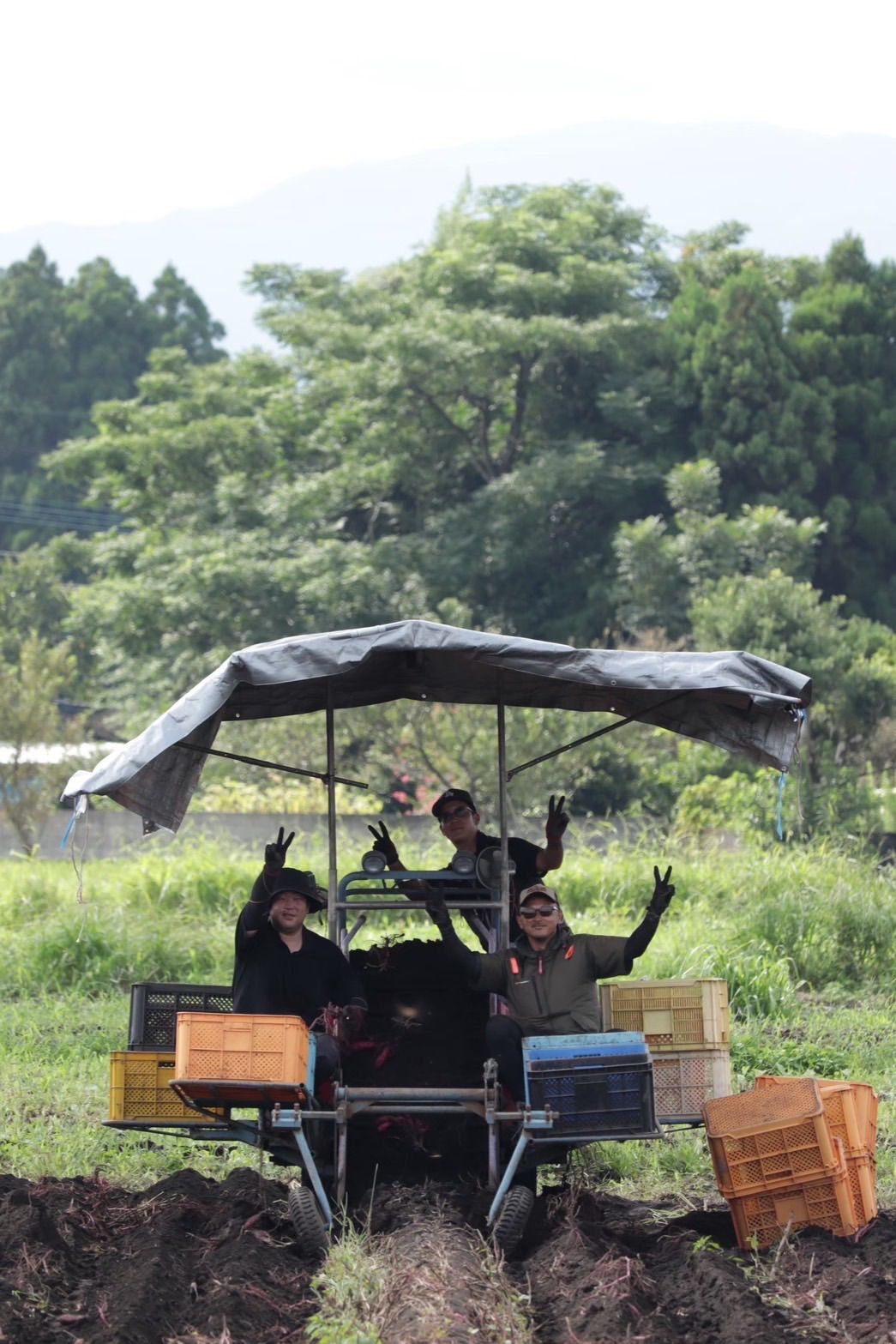予約受付中】紅はるか苗 2000本＊宮崎県産 - メルカリ