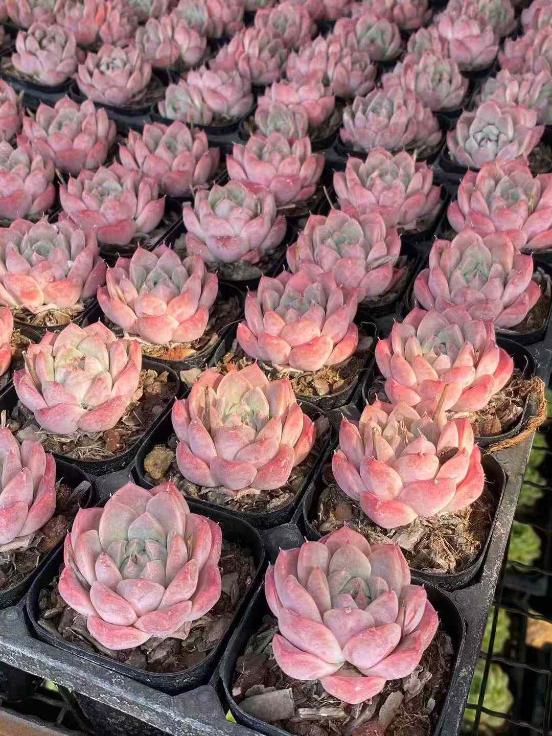 新入荷 スターオレンジ×50株 Z2496抜き苗 多肉植物 詰め合わせ