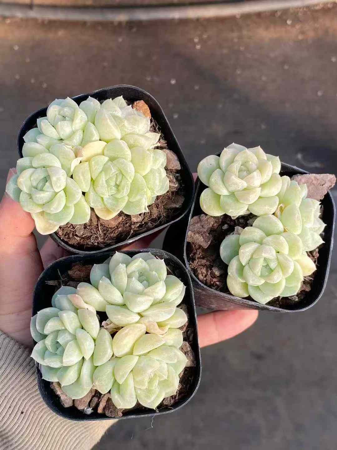新入荷 ゼニツナギ×50株 Z2442抜き苗 多肉植物 詰め合わせ