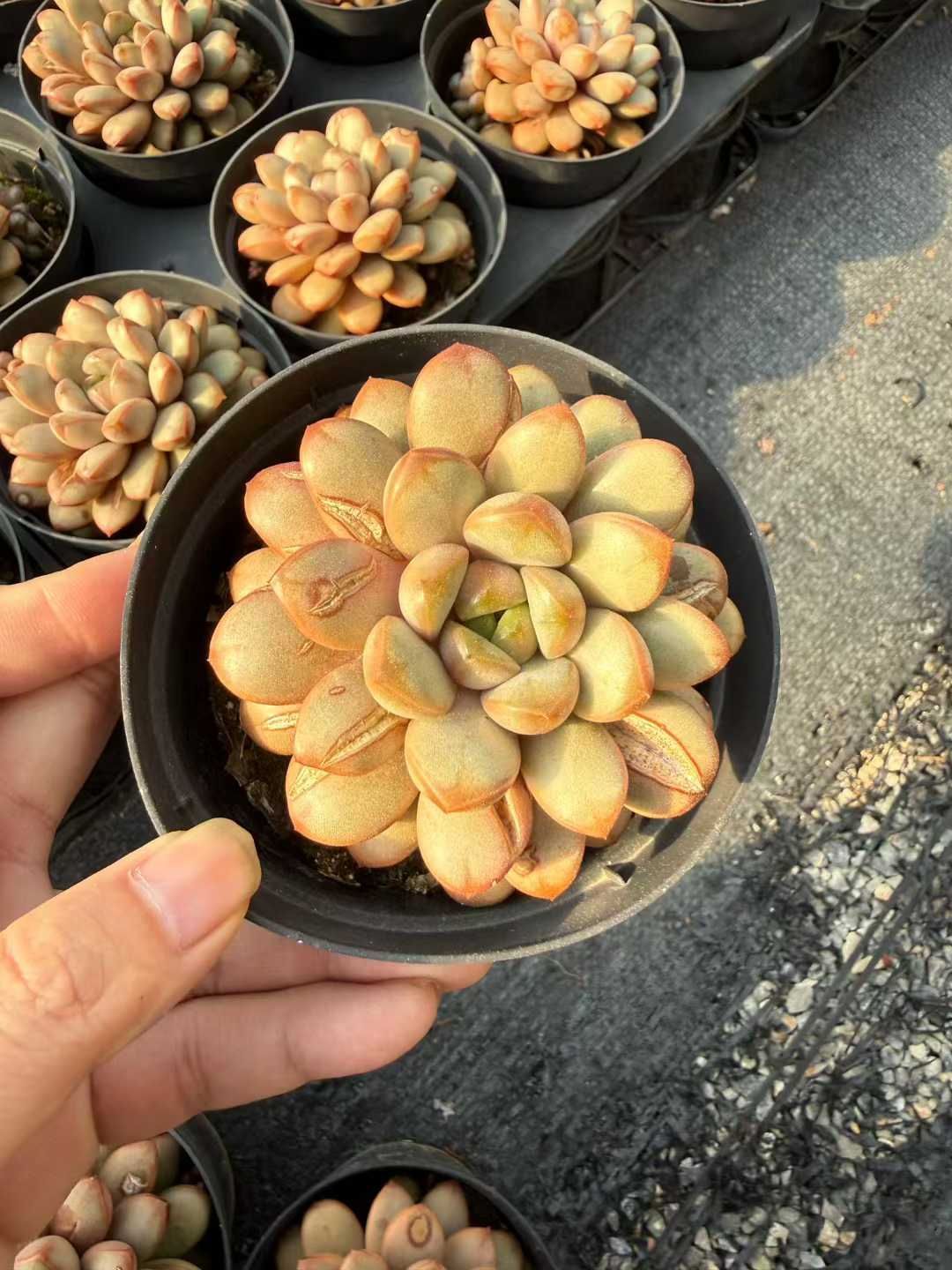 アエオニウム 10品種♡抜き苗セット③ 多肉植物 アエオニウム 抜き苗 10苗 セット① 彩蝶 鳳凰法師錦｜Yahoo