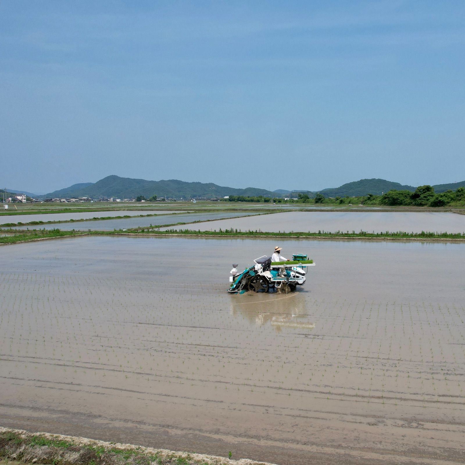 新米】岡山県産 朝日米 玄米 10kg 令和7年産 れんげ緑肥栽培 - メルカリ