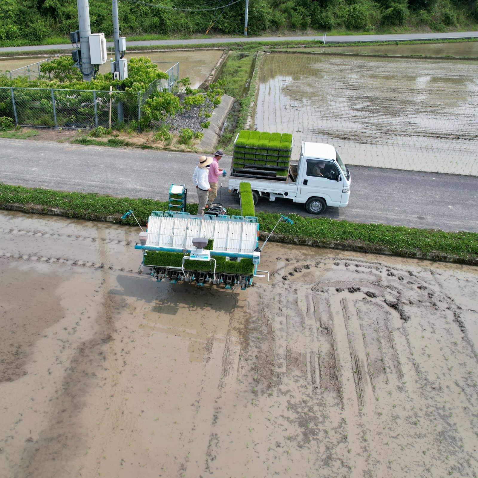 新米】岡山県産 朝日米 玄米 10kg 令和7年産 れんげ緑肥栽培 - メルカリ