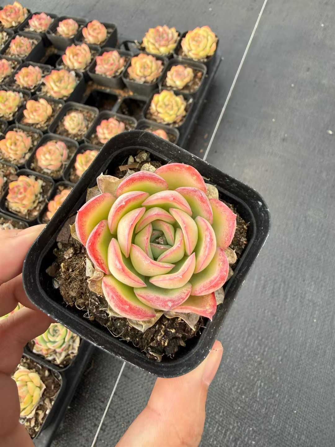 韓国多肉カット苗 新入荷 50株の抜き苗セット ヒョウギョク 多肉植物 佐川急便発送