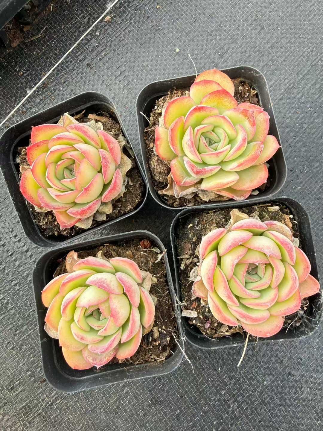 新入荷 50株の抜き苗セット モーニングデュー 多肉植物 佐川急便 新入荷 50株の抜き苗セット モーニングデュー 多肉植物 佐川急便