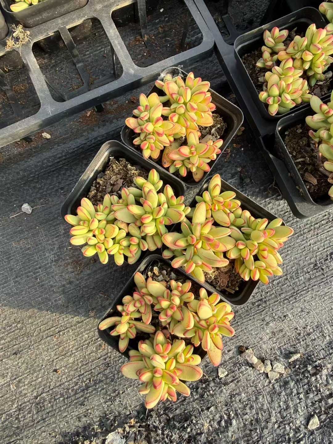 新入荷 50株の抜き苗セット ヒョウギョク 多肉植物 佐川急便発送