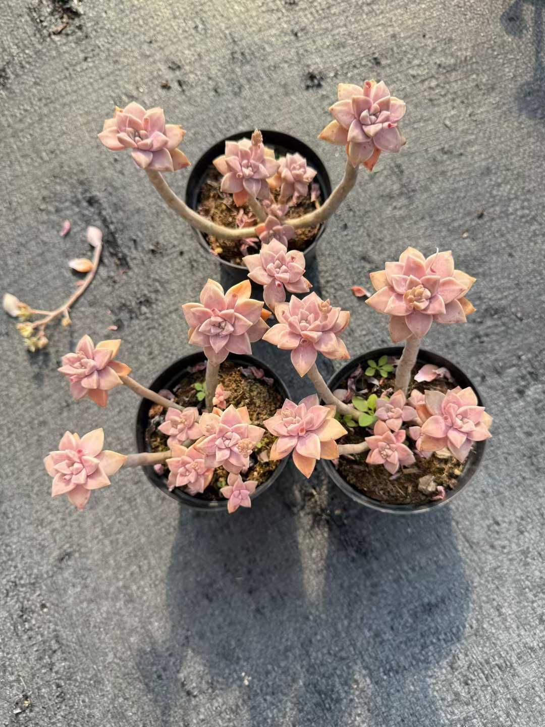 新入荷 12株の抜き苗セット アレンベ 多肉植物 佐川急便発送