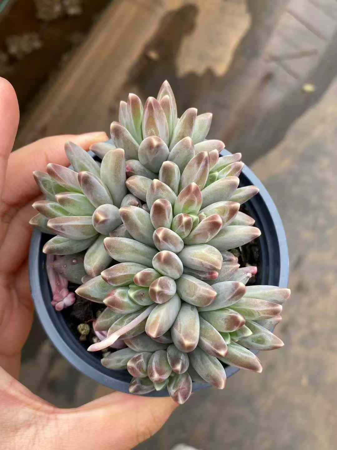 新入荷 24株の抜き苗セット イカロス 多肉植物 佐川急便発送