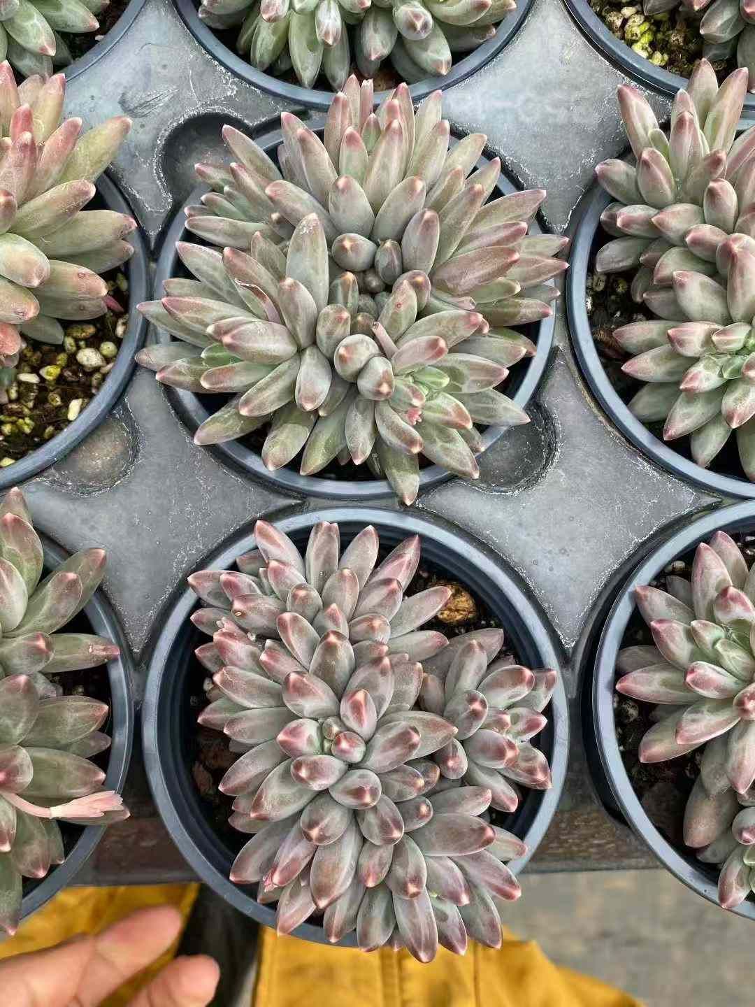 新入荷 24株の抜き苗セット イカロス 多肉植物 佐川急便発送