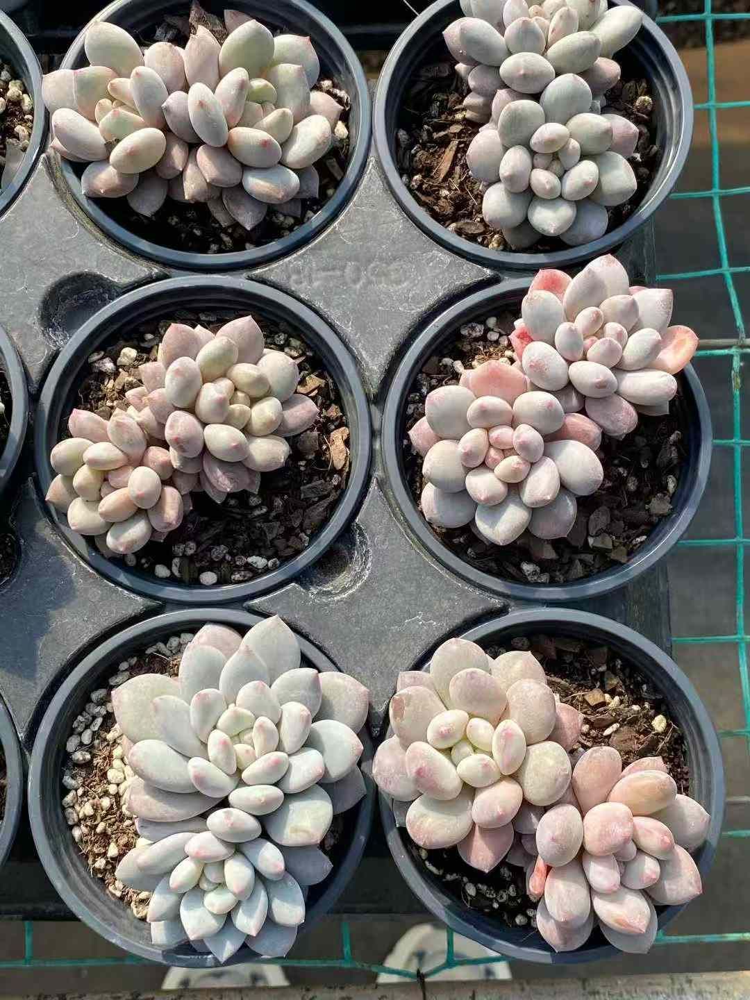 新入荷 50株の抜き苗セット ヒョウギョク 多肉植物 佐川急便発送