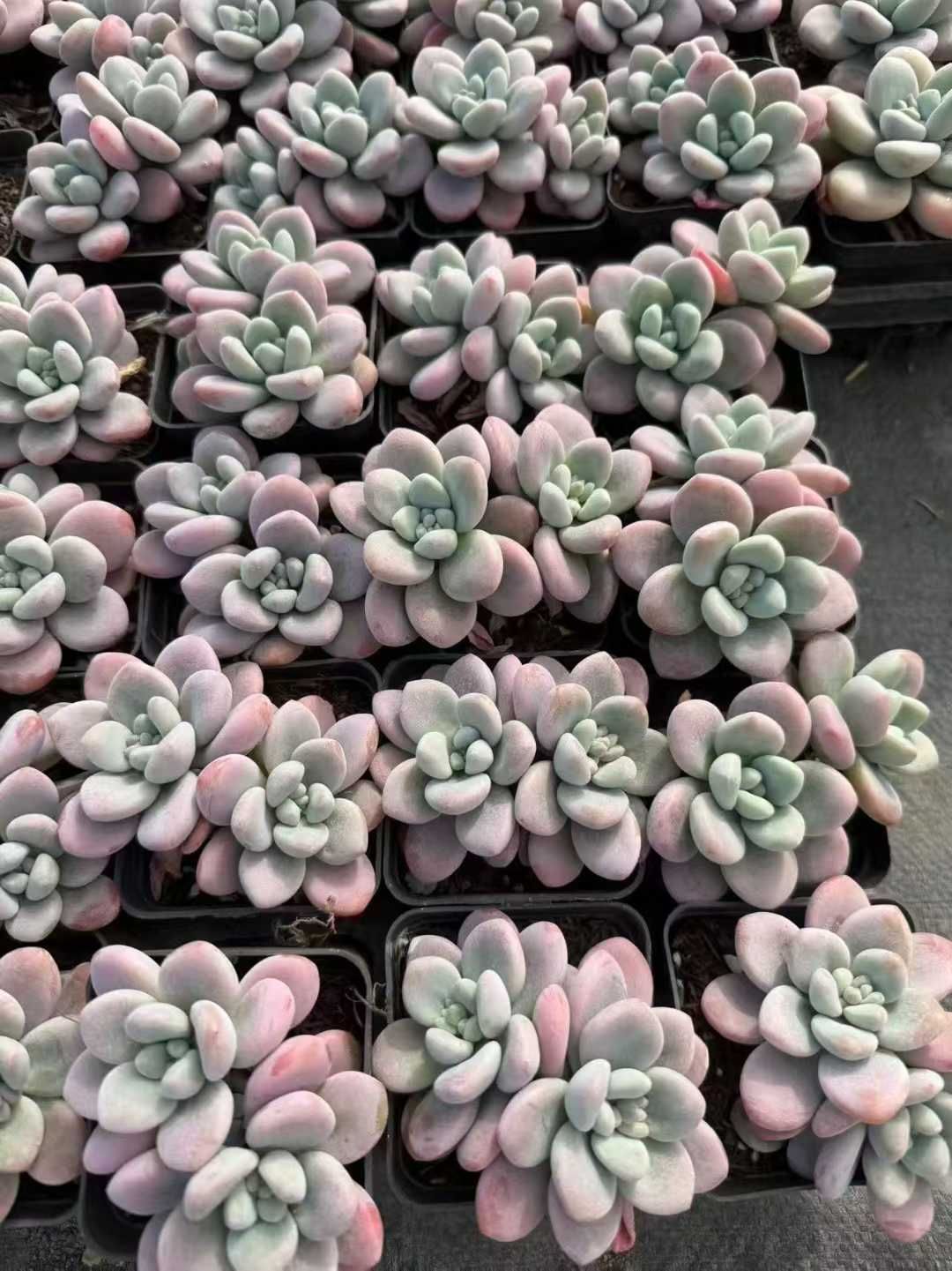 新入荷 50株の抜き苗セット ラクシン 多肉植物 佐川急便発送 新入荷 50株の抜き苗セット ラクシン 多肉植物 佐川急便発送