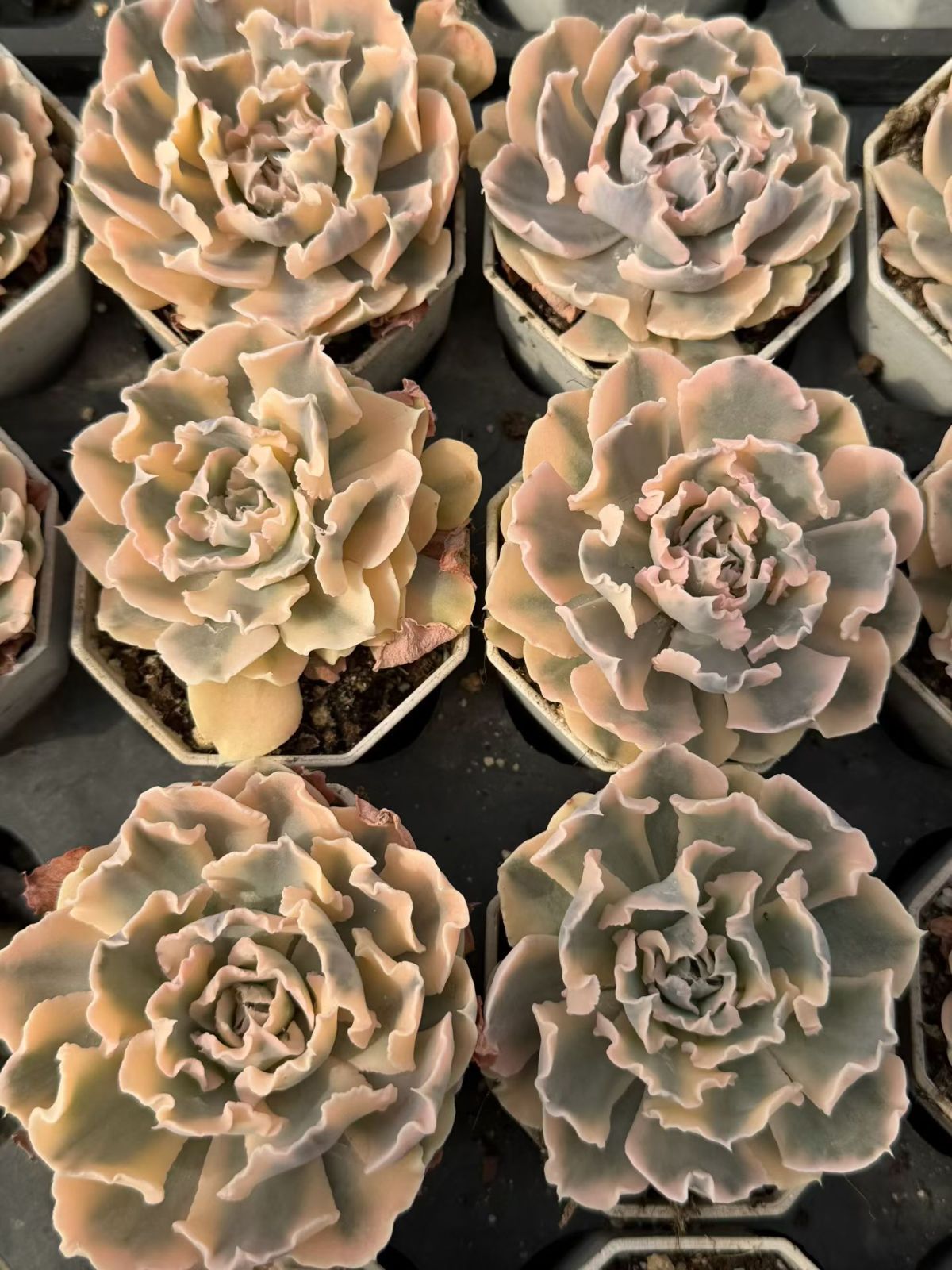 新入荷 24株の抜き苗セット リベリアニシキ 多肉植物 佐川急便 新入荷 24株の抜き苗セット リベリアニシキ 多肉植物 佐川急便