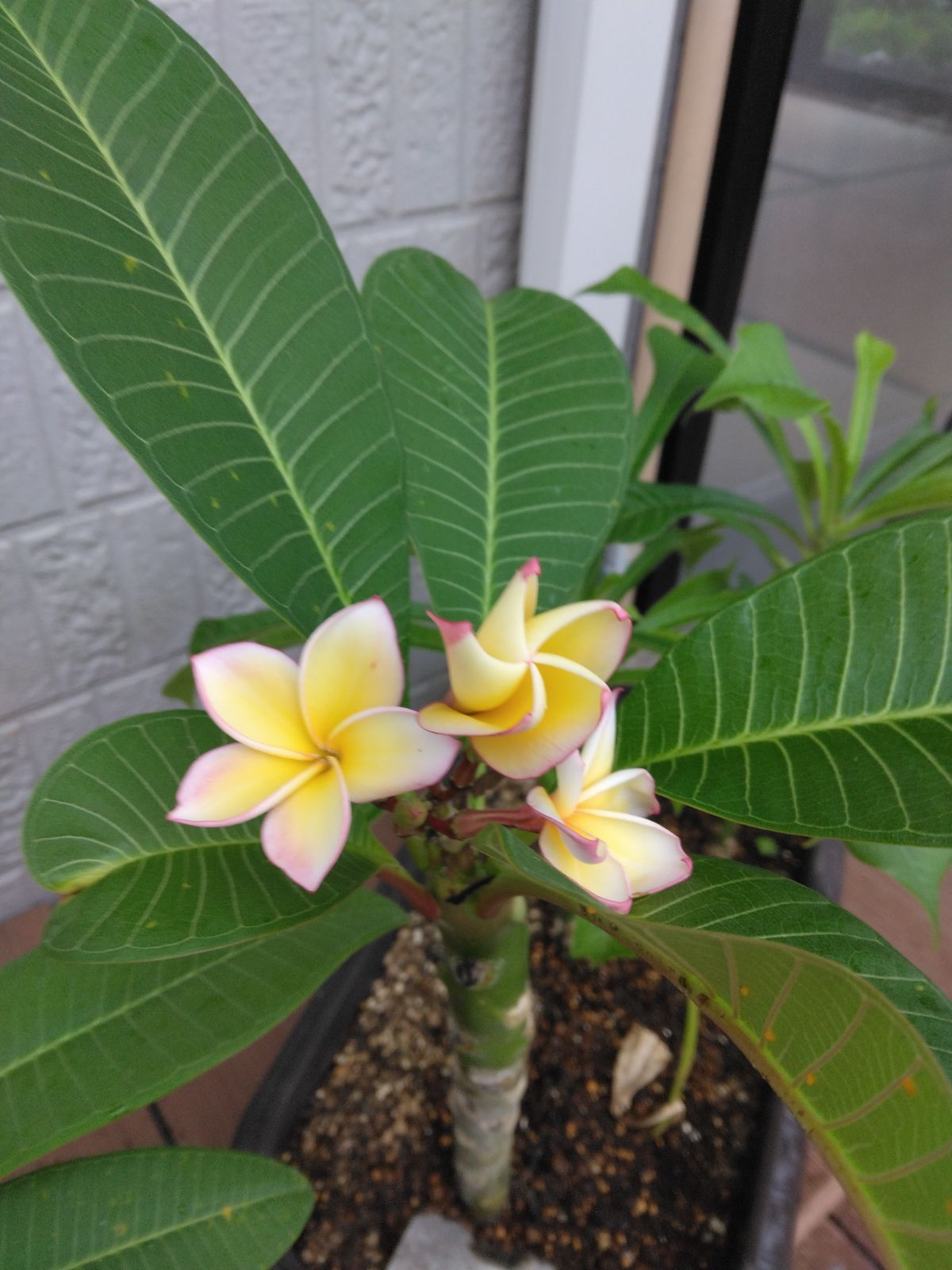 🌸 実生苗に若葉が育ちました。石垣島で育った【プルメリア実生苗】を