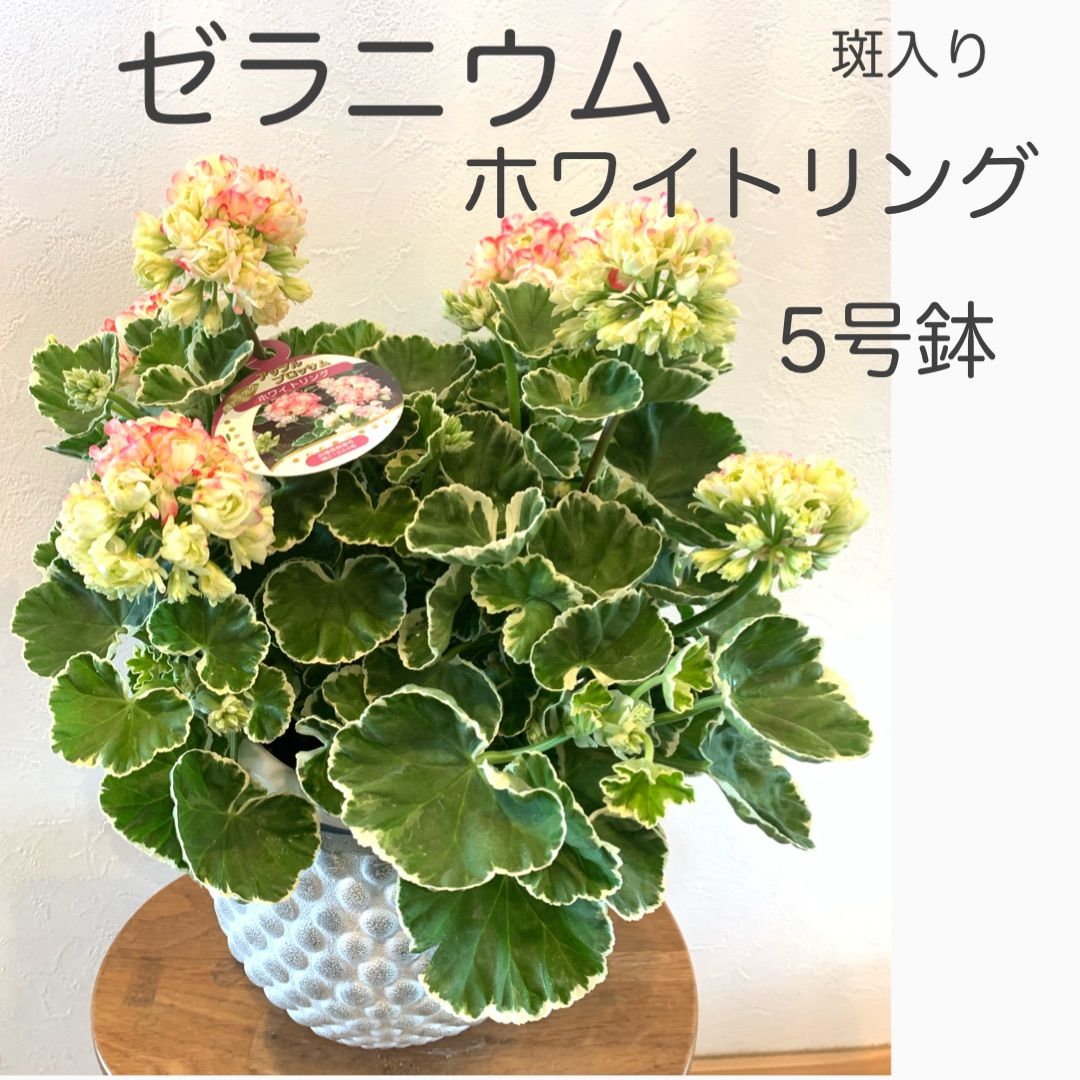 斑入りゼラニウム ホワイトリング 苗・苗木 ☆5号鉢 ☆鉢カバーは付き