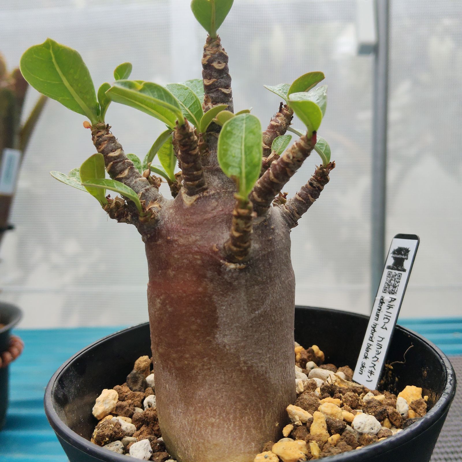 o84 アデニウム ドワーフ ブラックスキン 塊根植物 コーデックス 