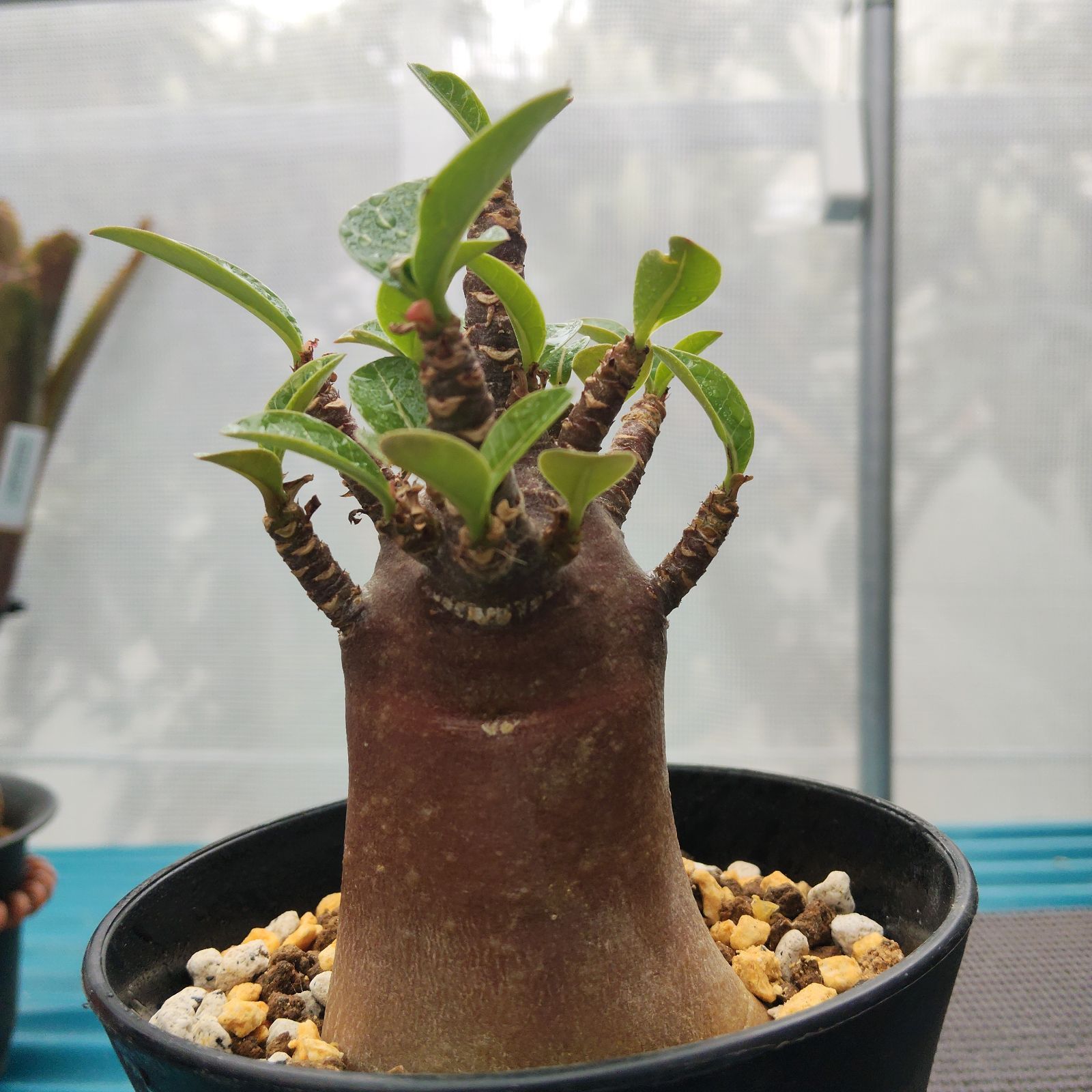 o84 アデニウム ドワーフ ブラックスキン 塊根植物 コーデックス o84 アデニウム ドワーフ ブラックスキン 塊根植物 コーデックス
