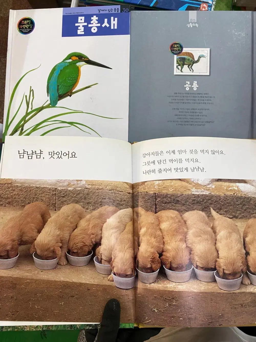 FROEBEL 新自然観察 FROEBEL 80巻 (基本書79巻+ガイドブック1巻)